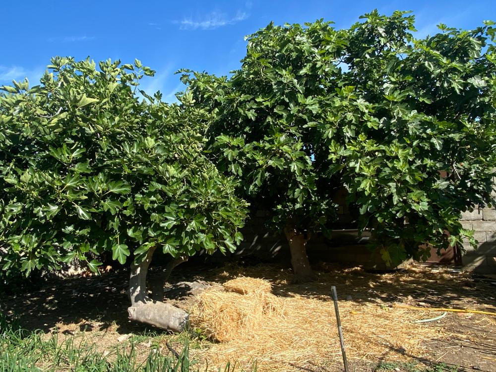  à vendre maison jumelée Alfarnatejo Axarquía 19