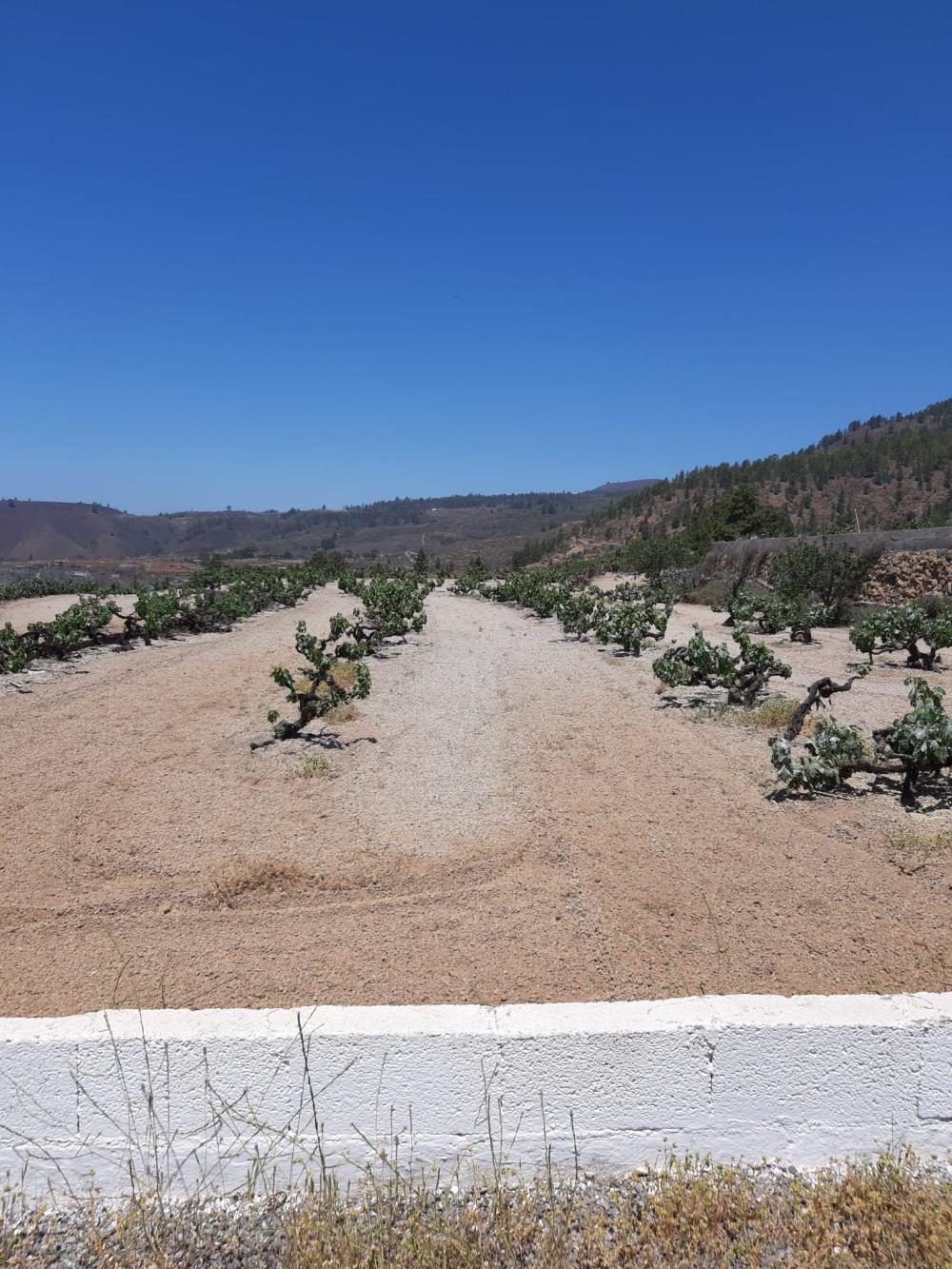  à vendre maison de campagne Cruz De Tea Zona Sur 4
