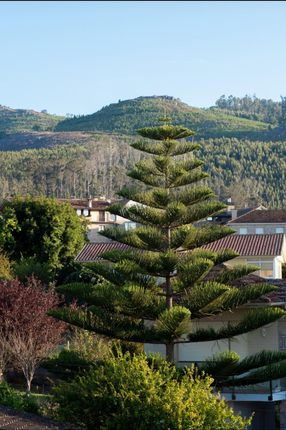  à vendre villa Coruxo Vigo 9