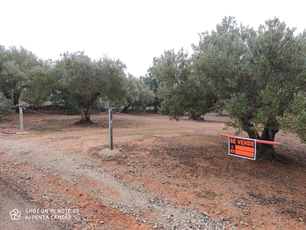  à vendre maison de campagne Camarles Baix Ebre 2