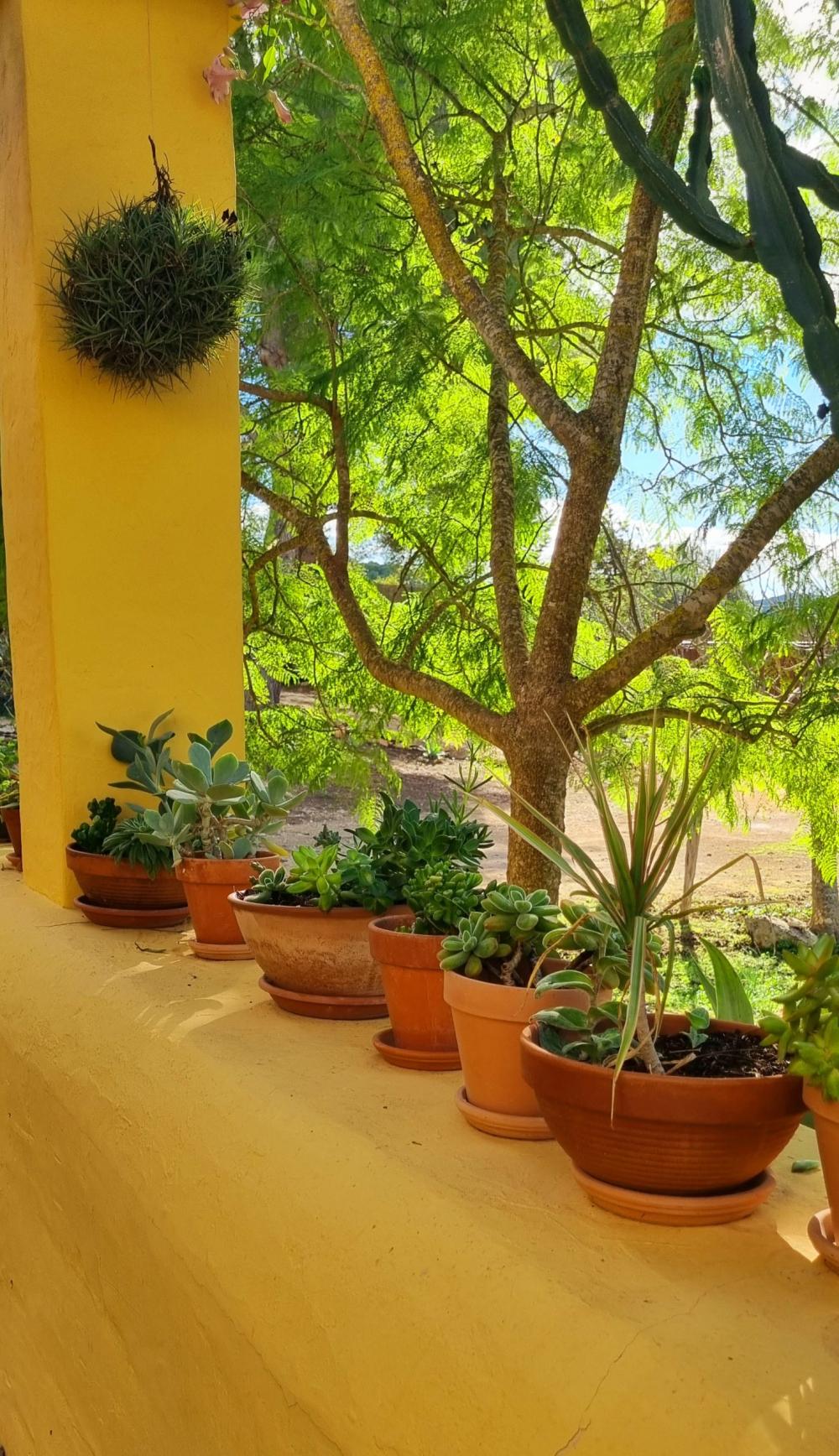  à vendre maison de campagne Sant Rafel De Sa Creu Sant Antoni De Portmany 12