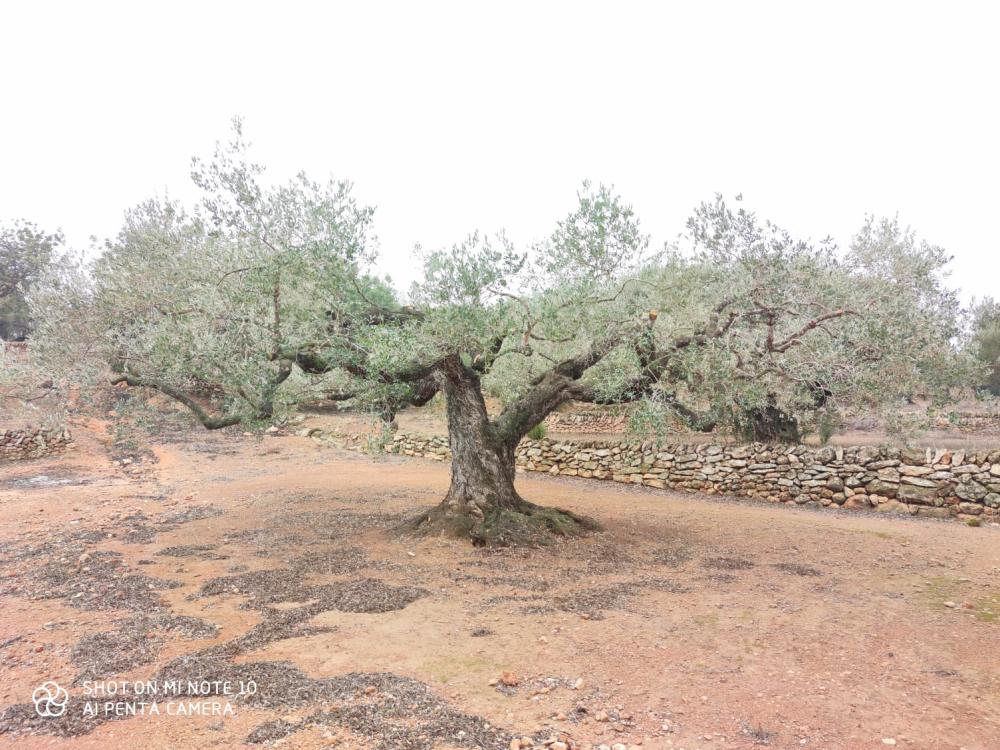  à vendre maison de campagne Camarles Baix Ebre 7