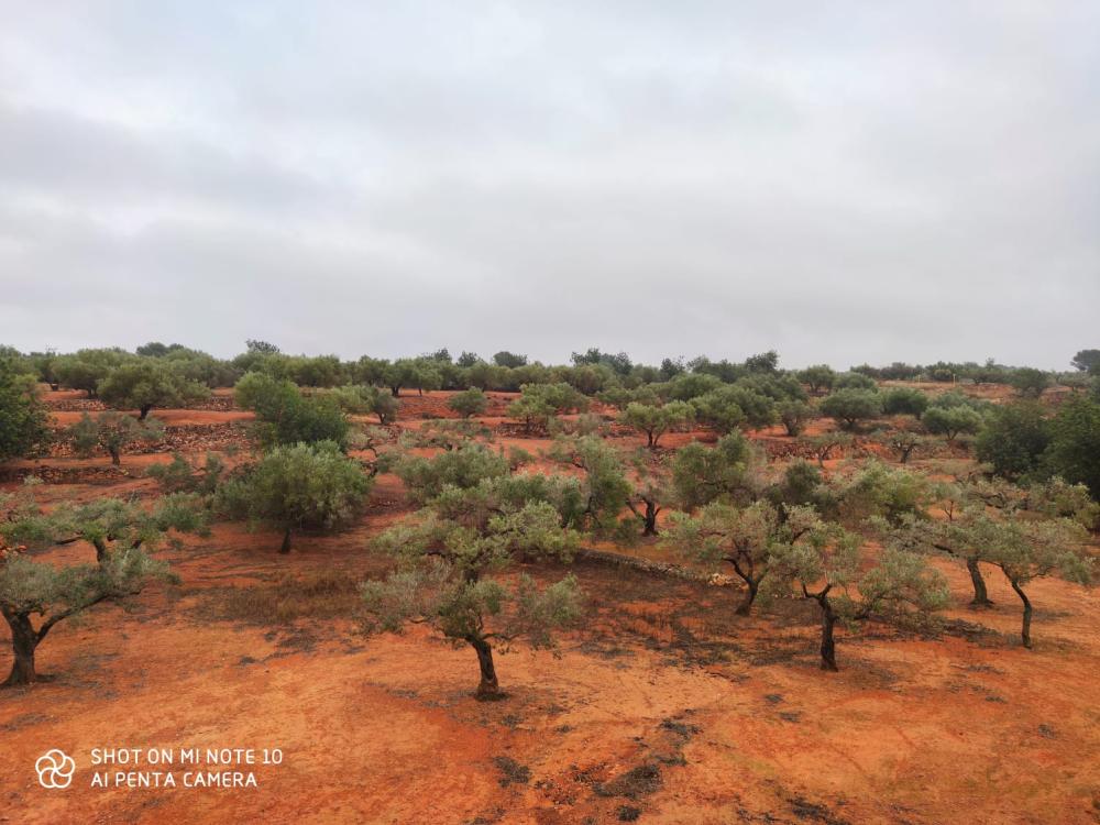  à vendre maison de campagne Camarles Baix Ebre 6