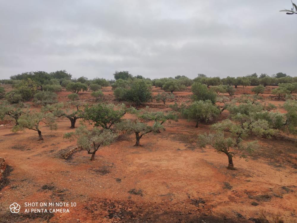  à vendre maison de campagne Camarles Baix Ebre 5