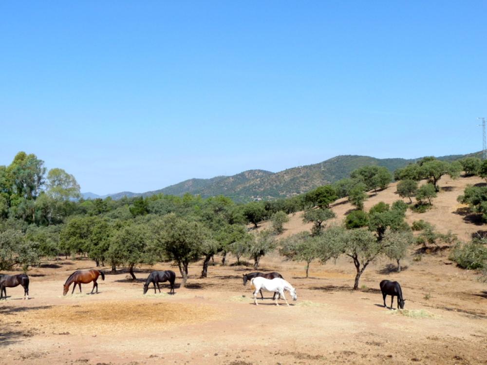  à vendre maison de campagne Espiel Valle Del Guadiato 12