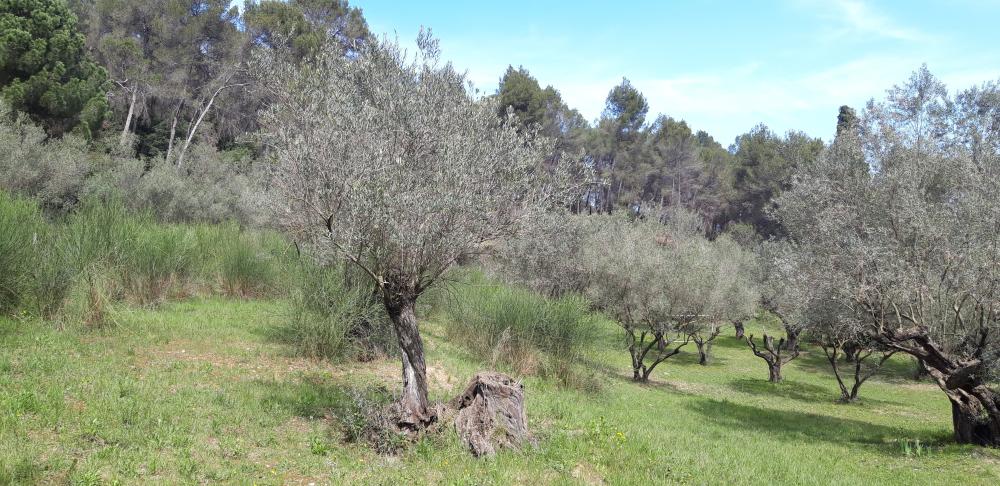  à vendre maison de campagne Sant Andreu De La Barca Baix Llobregat 6