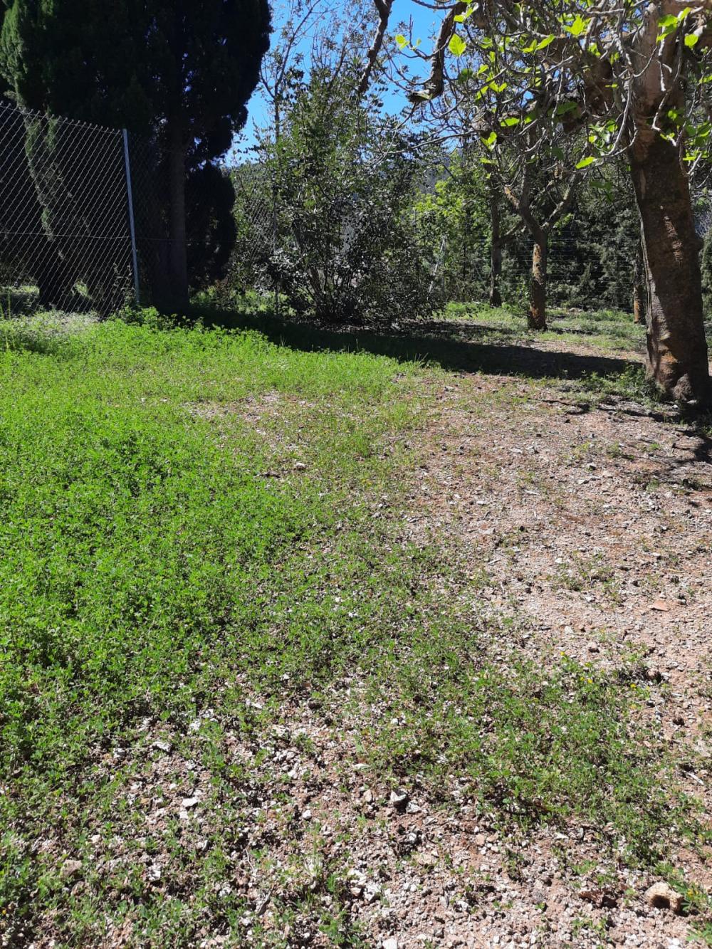 à vendre terrain Esporles Tramuntana 4
