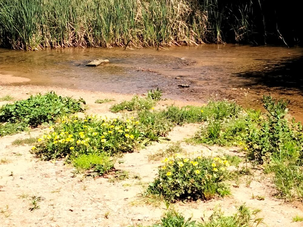  à vendre local commercial Villanueva Del Río Y Minas Vega Del Guadalquivir 18