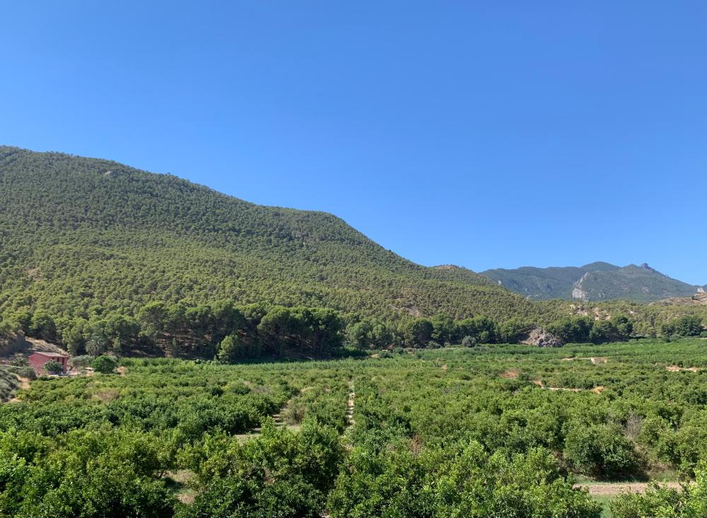  à vendre maison de campagne Blanca Vega Alta Del Segura 11