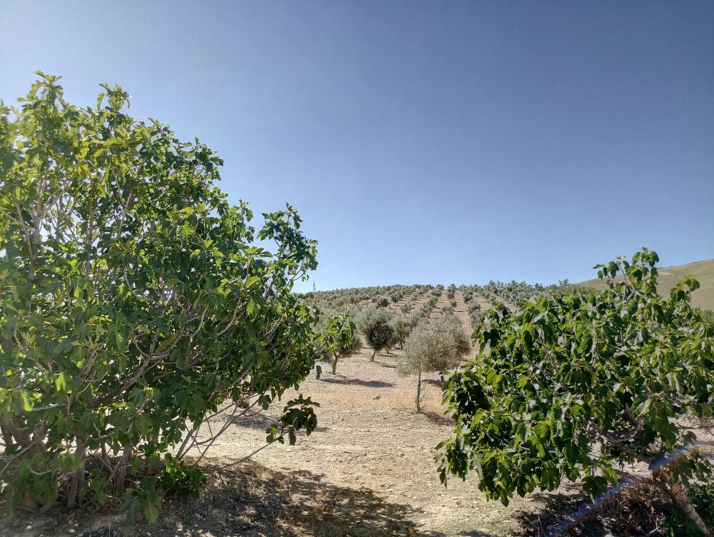 à vendre maison de campagne Gabia Grande Vega De Granada 1