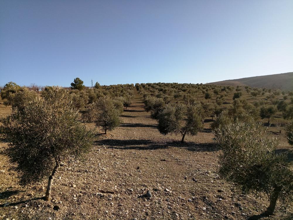  à vendre maison de campagne Gabia Grande Vega De Granada 7