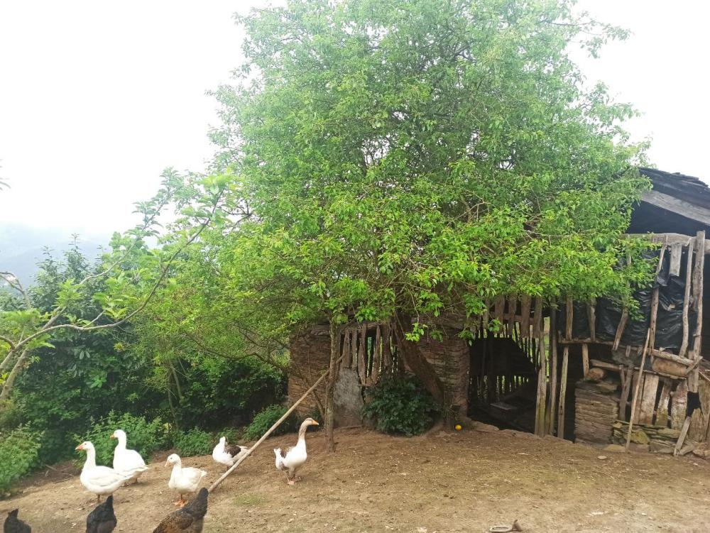  à vendre maison de campagne Conforto Mariña Oriental 37