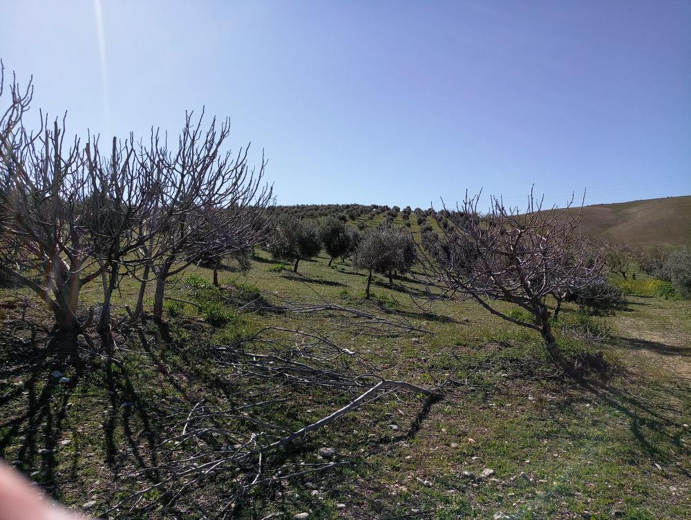 à vendre maison de campagne Gabia Grande Vega De Granada 3