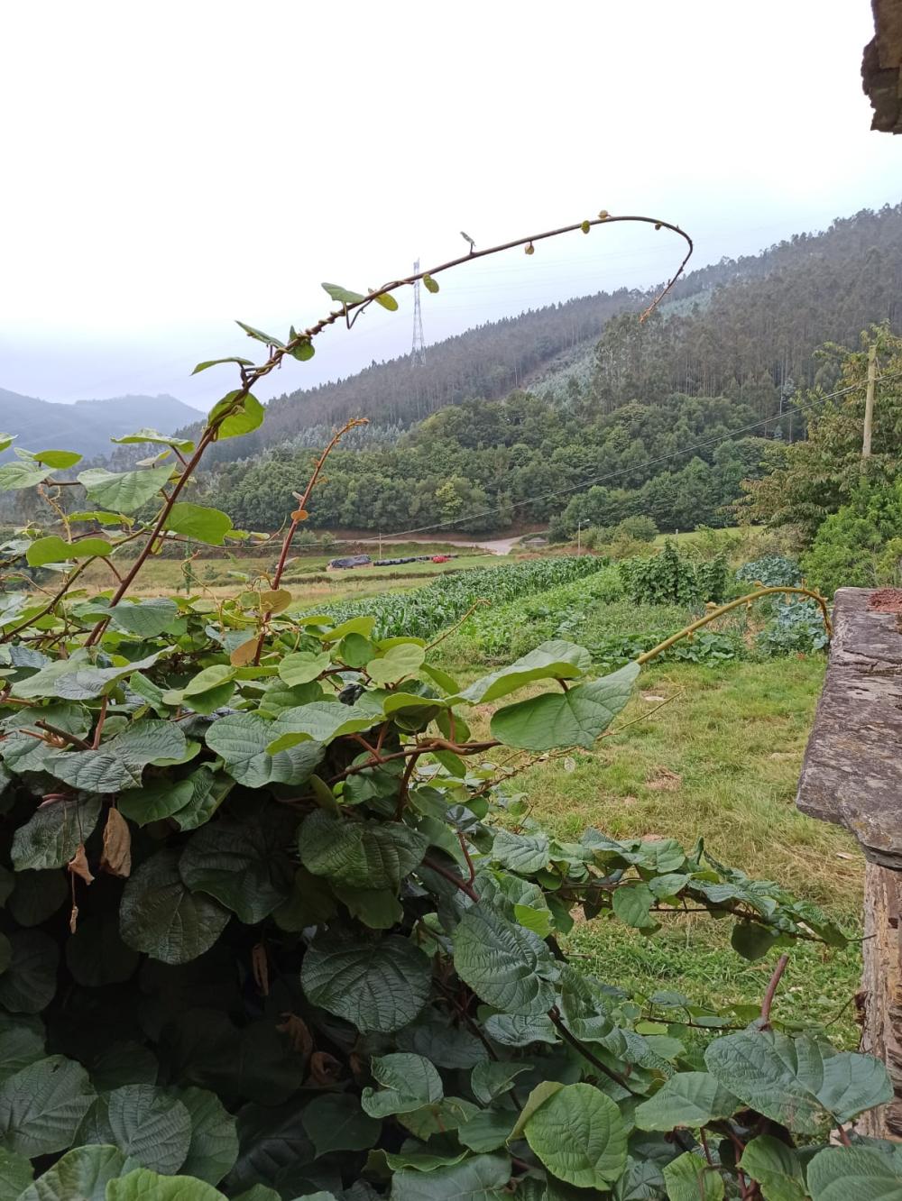  à vendre maison de campagne Conforto Mariña Oriental 28