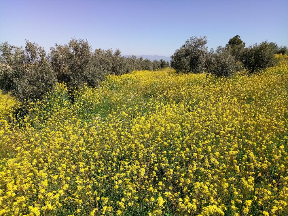 à vendre maison de campagne Gabia Grande Vega De Granada 2