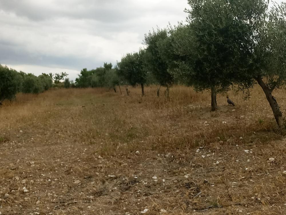  à vendre maison de campagne Gabia Grande Vega De Granada 8
