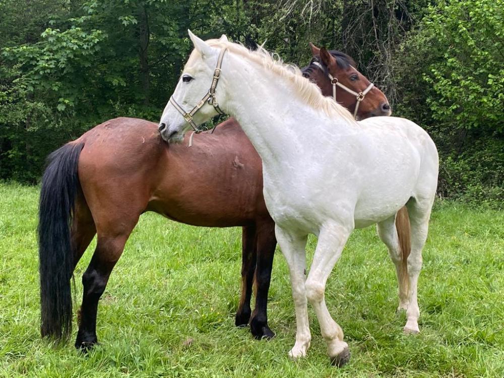  à vendre maison de campagne Campo De Caso Nalón 89