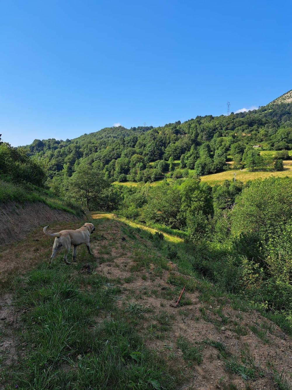  à vendre maison de campagne Campo De Caso Nalón 33