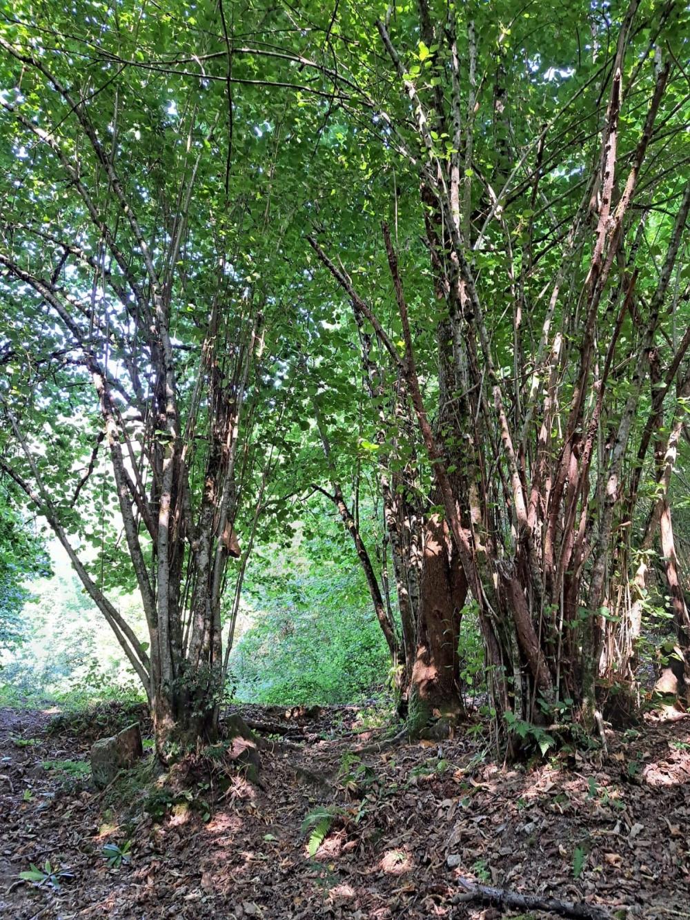  à vendre maison de campagne Campo De Caso Nalón 30