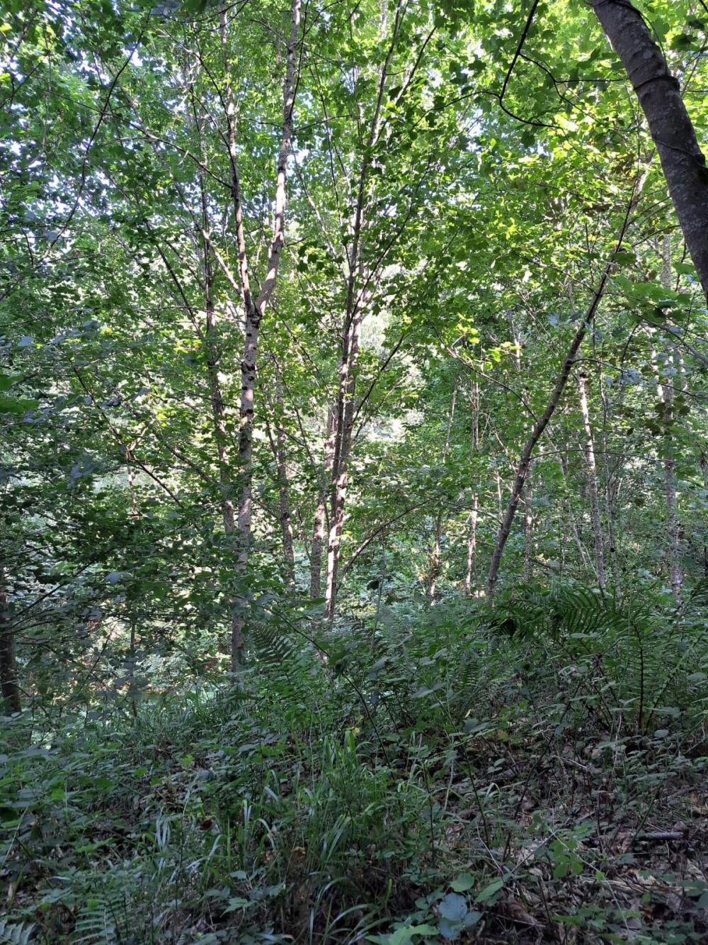 à vendre maison de campagne Campo De Caso Nalón 23