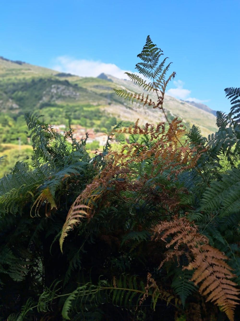  à vendre maison de campagne Campo De Caso Nalón 43