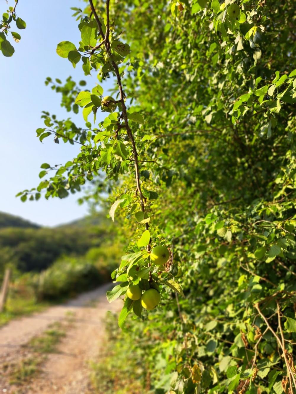  à vendre maison de campagne Campo De Caso Nalón 68