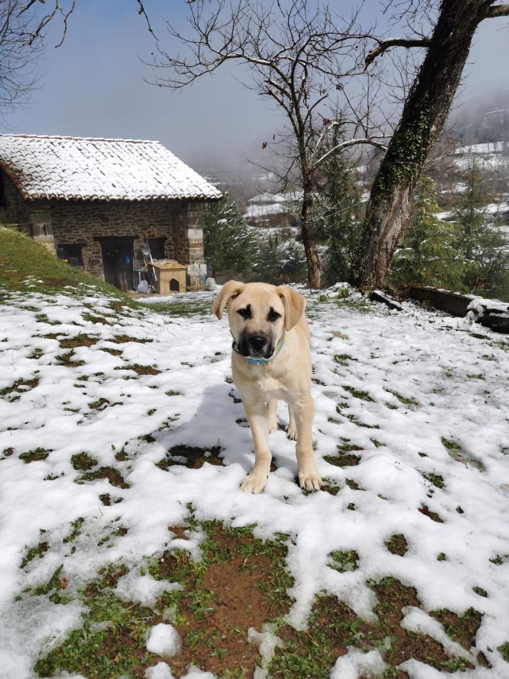  à vendre maison de campagne Campo De Caso Nalón 8