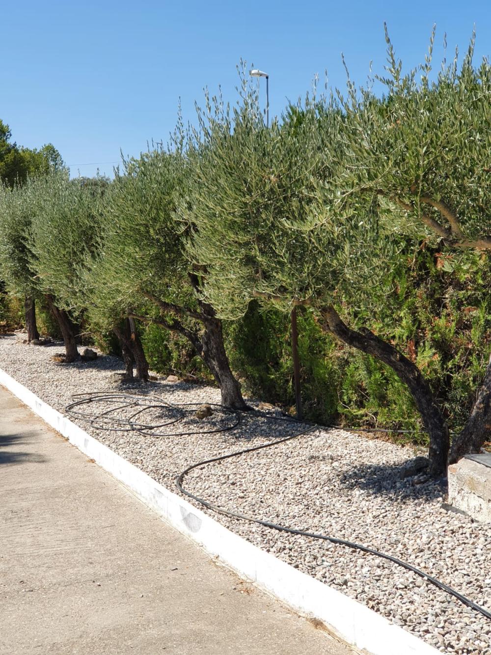  à vendre maison de campagne Alcolea Cordoue 8