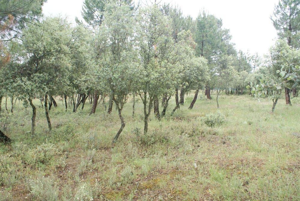  à vendre terrain Marugán Campiña Segoviana 8