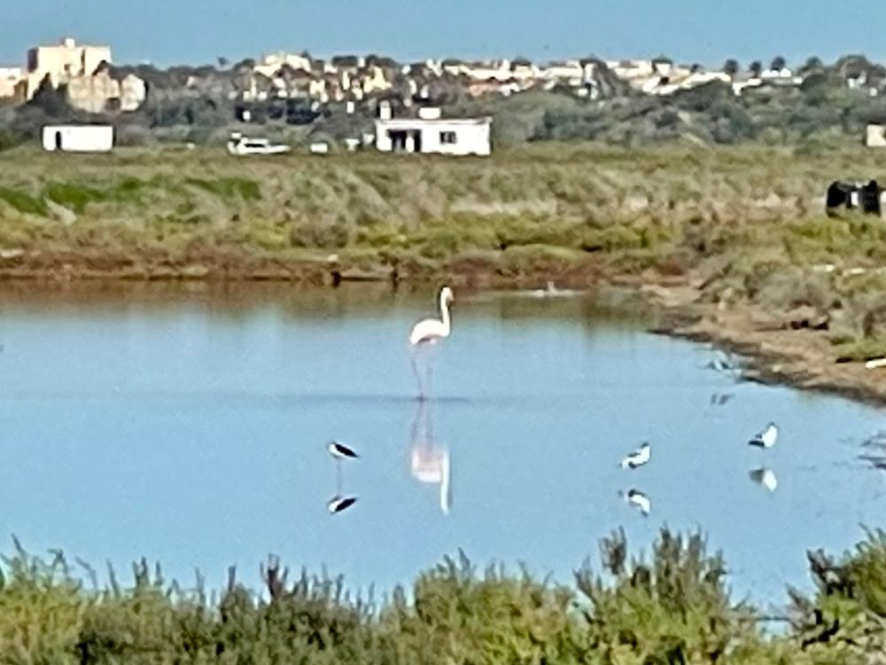  à vendre maison de ville Puerto Real Bahía De Cádiz 12