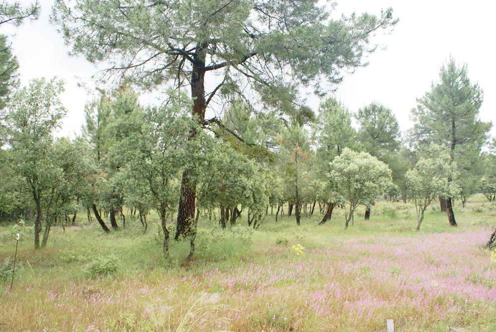  à vendre terrain Marugán Campiña Segoviana 6