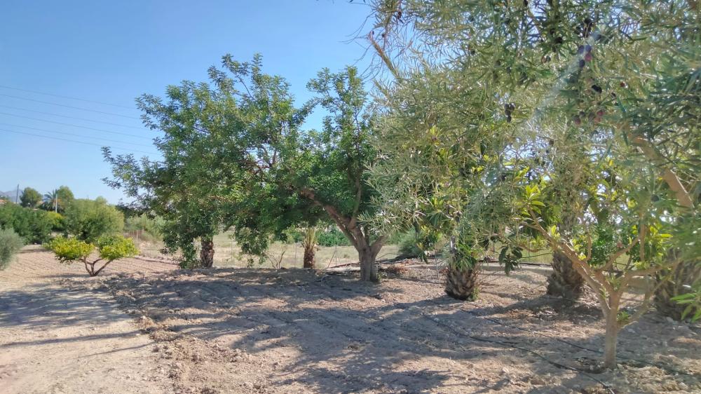  à vendre maison de campagne La Murada Baix Segura 6