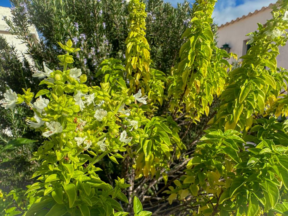  à vendre maison de campagne El Socorro Zona Metropolitana 30