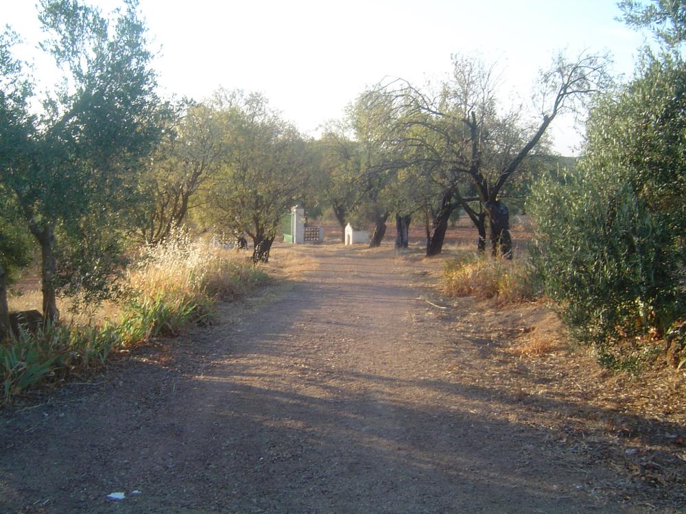  à vendre maison de campagne Almendralejo Tierra De Barros 4