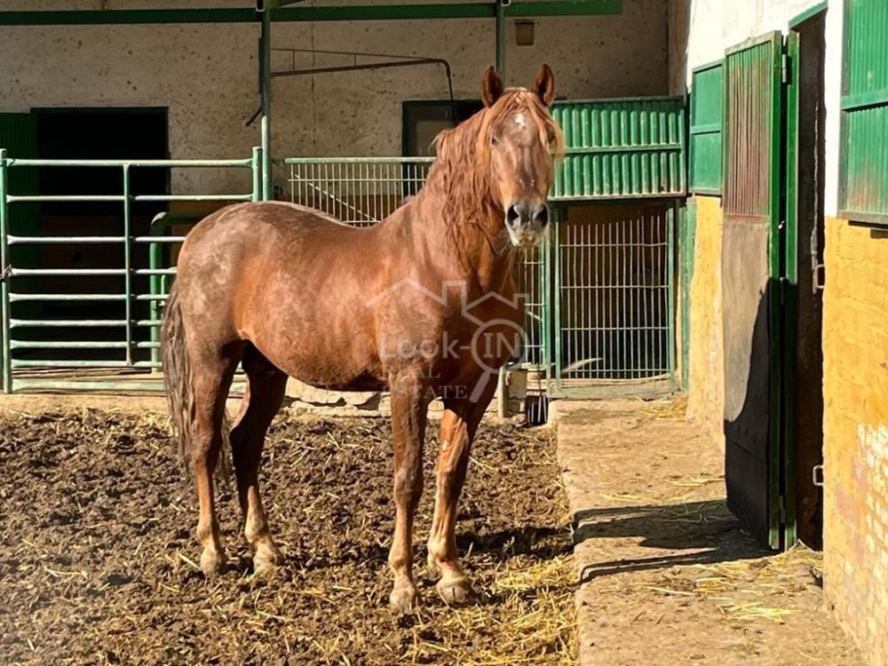  à vendre maison de campagne Ronda Vega De Granada 42