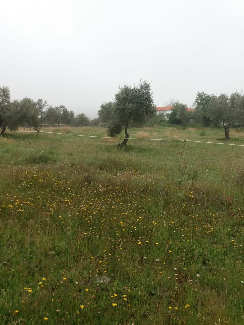  à vendre maison de campagne Espiel Valle Del Guadiato 3