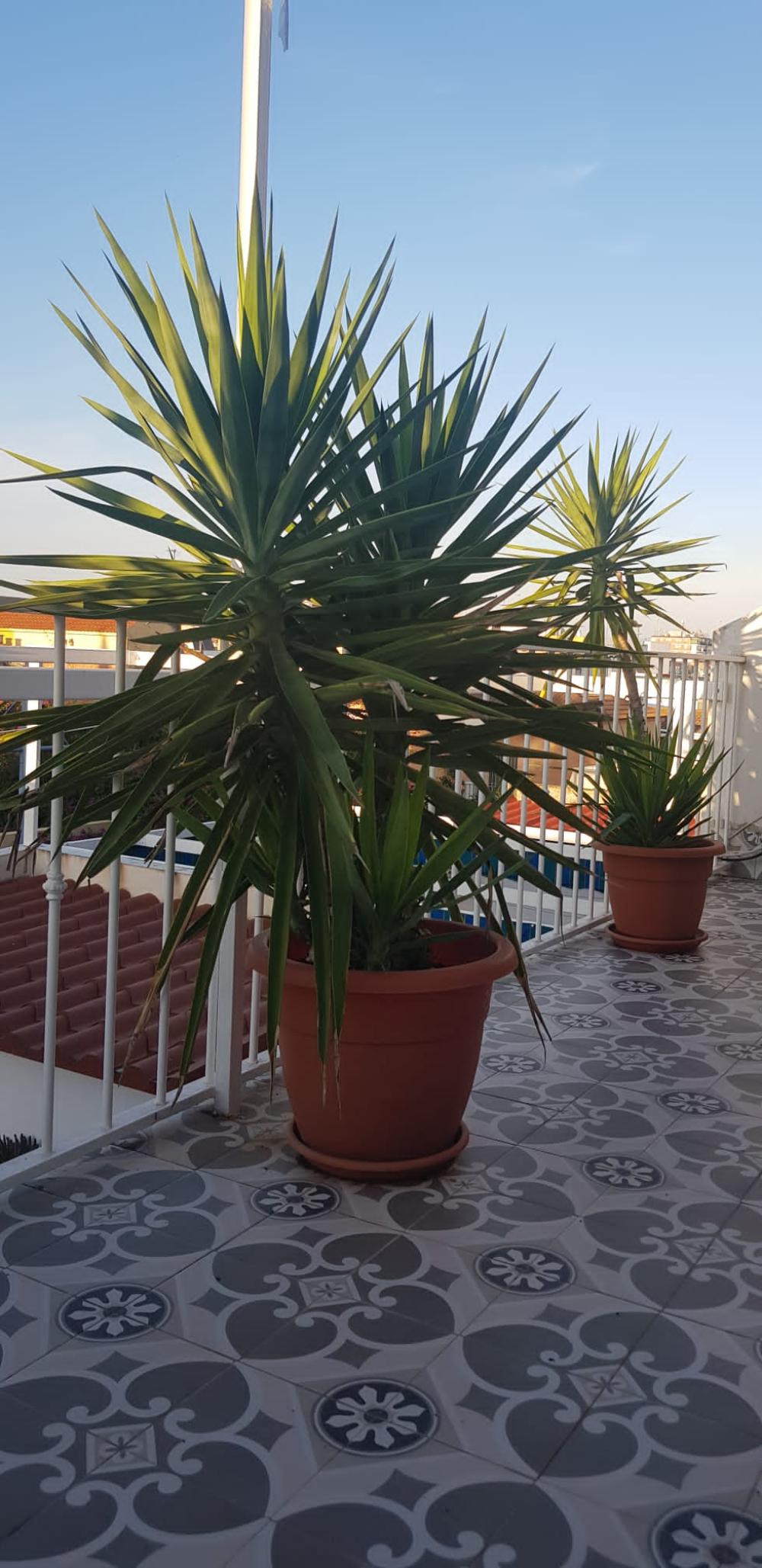  à vendre maison de ville Mairena Del Aljarafe Metropolitana De Sevilla 4