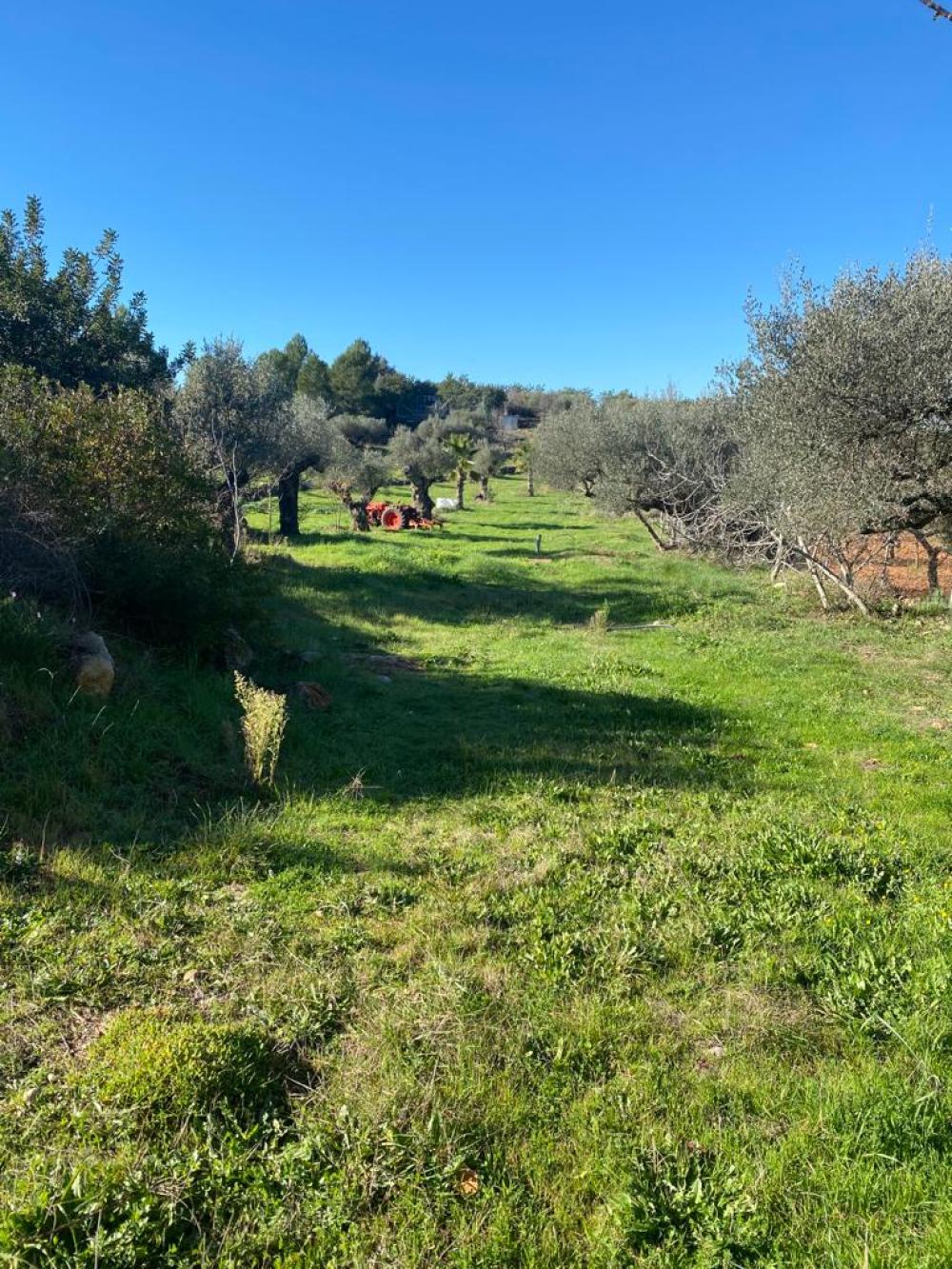  à vendre terrain Vilafamés Plana Alta 11