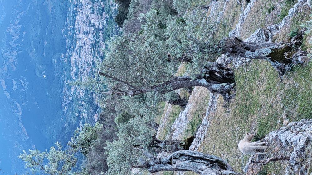  à vendre maison de campagne Fornalutx Tramuntana 11