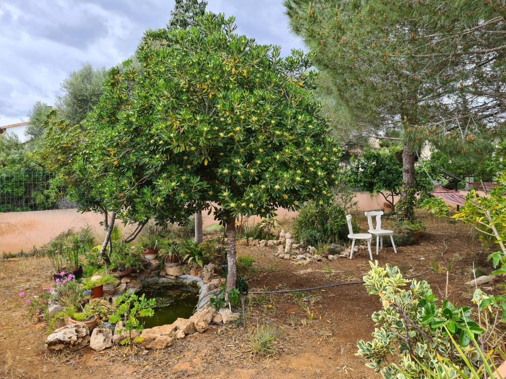  à vendre villa Sa Ràpita Sud 16