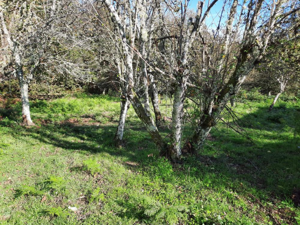  à vendre maison Bubeiras Orense 5