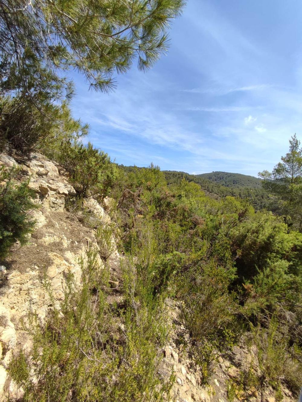  à vendre terrain Sant Carles De Peralta Santa Eulària Des Riu 4