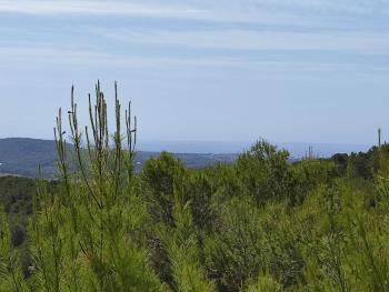 Sant Carles De Peralta Santa Eulària Des Riu terrain foto 5454034