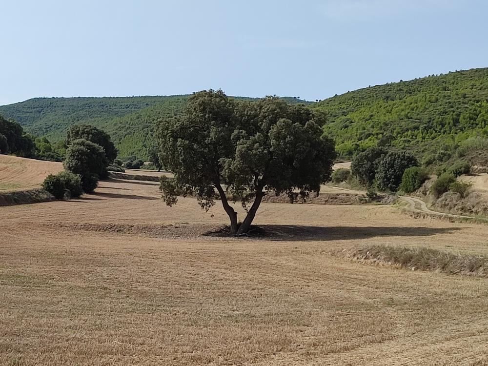  à vendre maison Castejón De Valdejasa Cinco Villas 54