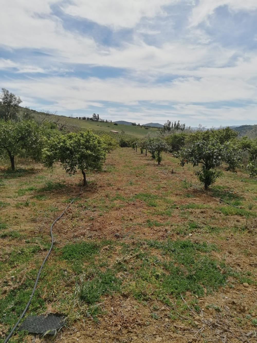  à vendre maison Bermejo-Caracuel Valle Del Guadalhorce 39