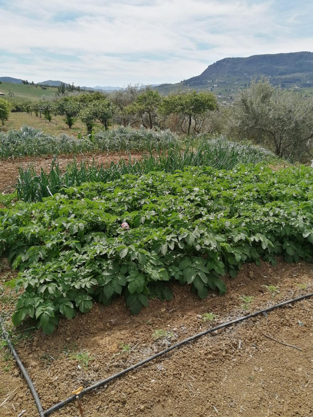  à vendre maison Bermejo-Caracuel Valle Del Guadalhorce 38