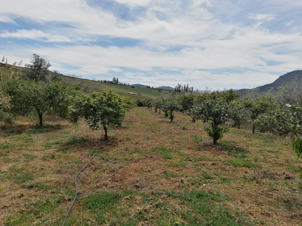  à vendre maison Bermejo-Caracuel Valle Del Guadalhorce 37