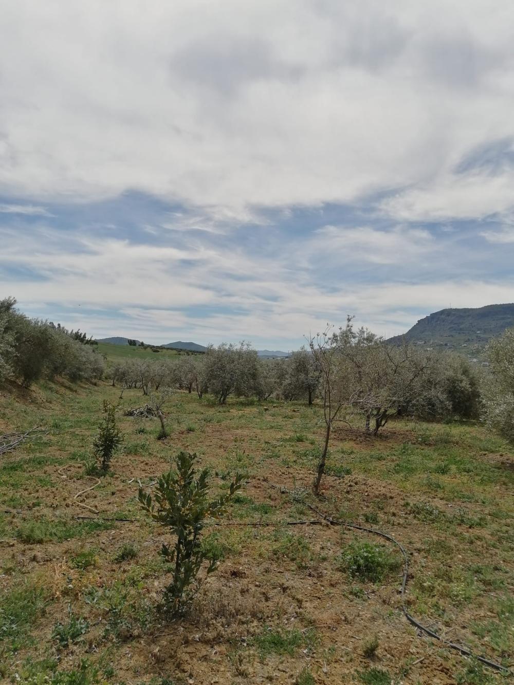  à vendre maison Bermejo-Caracuel Valle Del Guadalhorce 33