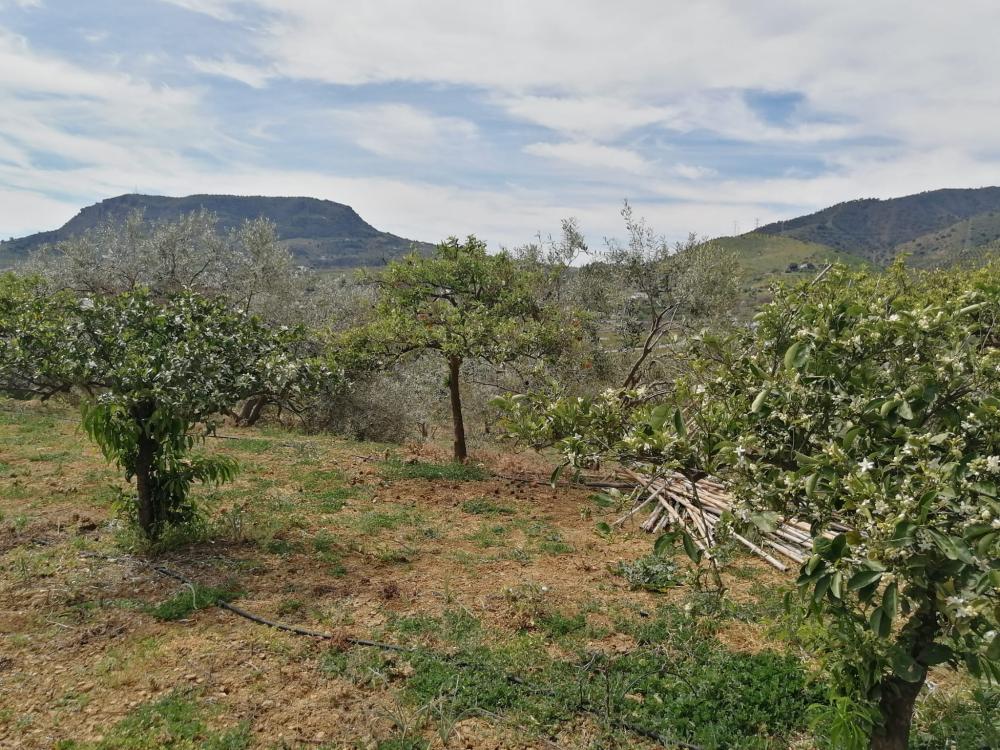  à vendre maison Bermejo-Caracuel Valle Del Guadalhorce 36