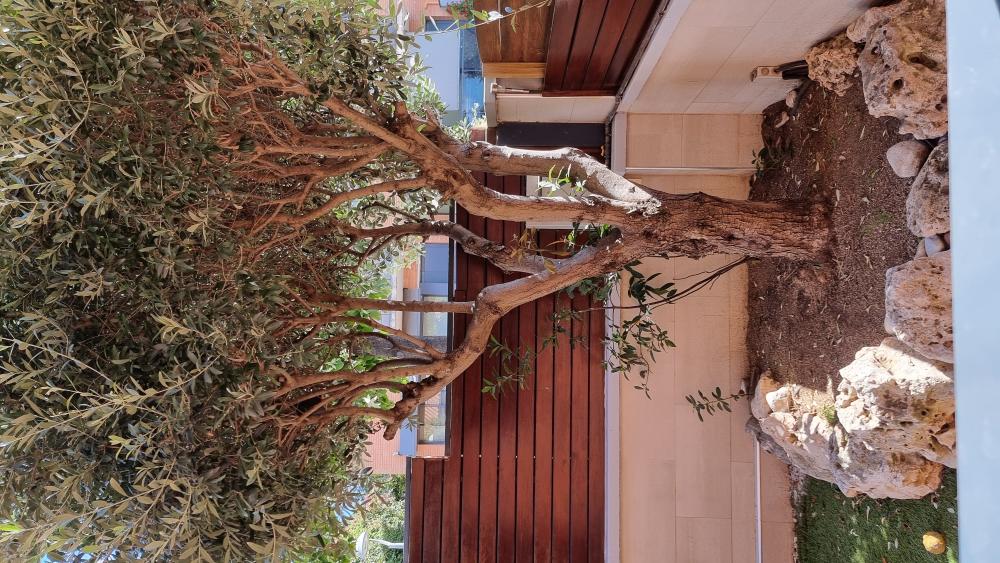  à vendre maison Arenys De Mar Maresme 15